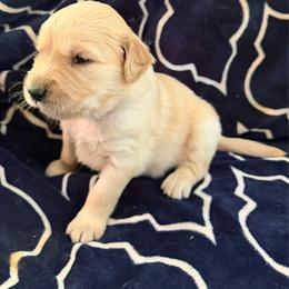 Mr. Green - Light golden male Golden Retriever puppy in Chatham, Virginia from Barron’s Dan River Retrievers