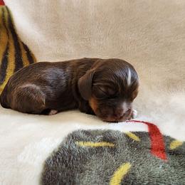 AKC Linus - Sable male Cocker Spaniel puppy in New Market, Tennessee from Down in the Holler
