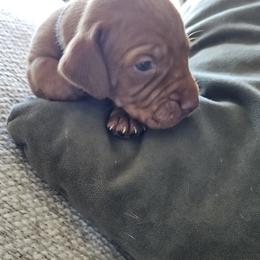Black Collar - Golden rust male Vizsla puppy in Bruce Twp, Michigan from Stoney Creek's Vizslas