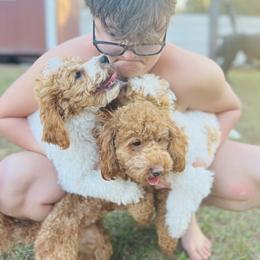 Poodle Puppies from Poodles of Tampa Bay