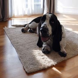 Journey - Basset Hound