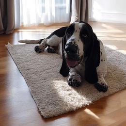 Journey - Basset Hound