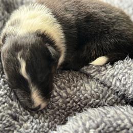 Aspen's Tri Female - Black white and tan female Shetland Sheepdog puppy in Shirley, Arkansas from Lucky Pups