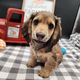 Riley - Sable male Dachshund puppy in Smallett, Missouri from Doxie Holler