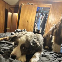 Perry - Miniature Australian Shepherd