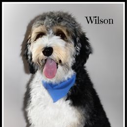 Wilson - Bernedoodle