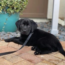 Labrador Retriever Puppies from Salty Duck Retrievers