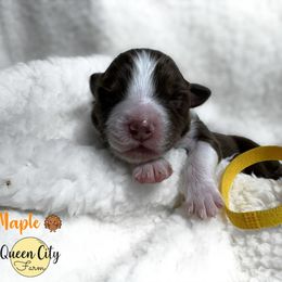 Maple (yellow) - Red tri-color female Australian Shepherd puppy in Falmouth, Kentucky from Queen City Farm