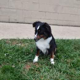 Angel - Miniature American Shepherd