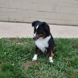 Angel - Miniature American Shepherd