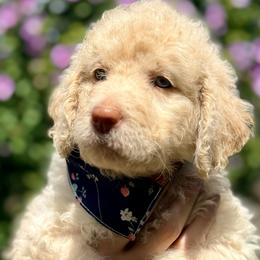 Suzuki 'Suki' - Cream female Goldendoodle puppy in Dayton, Ohio from Perks Court Doodles