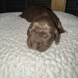 Brownie - Brown and tan female Cocker Spaniel puppy in Lake, Mississippi from MGs Cockers