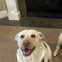 German Shepherds from Yelena Dorokhov