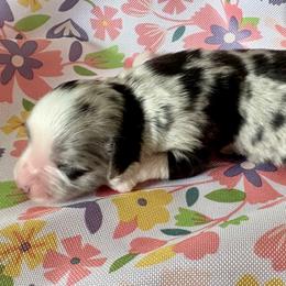 Hyacinth - Blue merle female Miniature Australian Shepherd puppy in Port Saint Lucie, Florida from Charlene Brannon's Mini Australian Shepherds