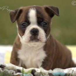 AKC 'Jolie' - Brindle and white female Boston Terrier puppy in Lamar, Missouri from Marti Acres ~ Boston Terrier & Beagles