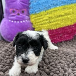 Piper - Parti Maltipoo puppy in Wayland, New York from Loris Pampered Pooches💕