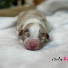 Cinder - Red merle female Australian Shepherd puppy in Murrayville, Georgia from Mountain Ridge Aussies