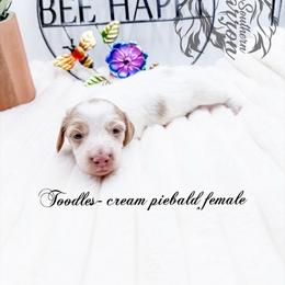 Toodles - Piebald female Dachshund puppy in Prairieville, Louisiana from Southern Barron Danes & Dachshunds