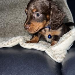 Dachshund and French Bulldog Puppies from Trust Fund Devil Kennel