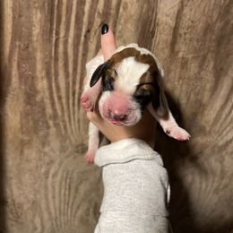 Basset Hound and Labrador Retriever Puppies from Bassett Hounds & Labradors