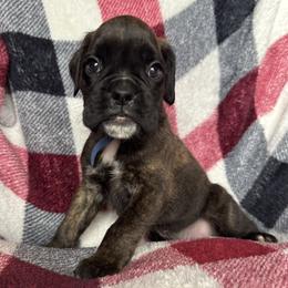 Boy 6 - Brindle male Boxer puppy in Cicero, New York from MK Boxer Haven of CNY