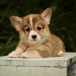 Red Boy - Red male Pembroke Welsh Corgi puppy in Penobscot, Maine from Corgi Bliss Pembroke Welsh Corgis