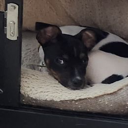 Parson Russell Terrier Puppies from Jumping Jack's Russell Terriers