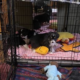 Australian Shepherd and Miniature American Shepherd Puppies from Whispering Valley Miniature American Shepherds and Australian Shepherds
