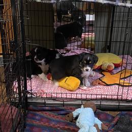 Australian Shepherd and Miniature American Shepherd Puppies from Whispering Valley Miniature American Shepherds and Australian Shepherds