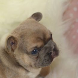 French Bulldog Puppies from Carbonite French Bulldogs