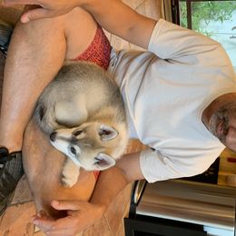 Siberian Husky Puppies from Sassenach Siberians