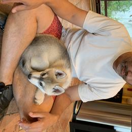 Siberian Husky Puppies from Sassenach Siberians