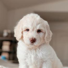 Montauk - White male Bernedoodle puppy in Maricopa, Arizona from Desert Ridge Doodles
