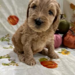 Goldendoodle puppies from Capital Doodles