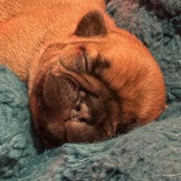 Nick - Fawn male French Bulldog puppy in Kalispell, Montana from Grace & Grit Frenchies