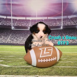 "Gabby"BTF 3 - Black Miniature Australian Shepherd puppy in Smiths Station, Alabama from Double T Mini Aussies