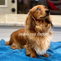 Jezebelle - Red female Dachshund puppy in Little Elm, Texas from HotDachs