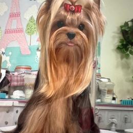 Major - Yorkshire Terrier