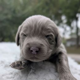 Orange Boy ( Go home for Xmas) - Gray male Newfoundland puppy in Independence, Missouri from K & L Ranch