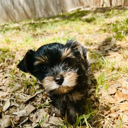 Yorkshire Terrier Puppies from Gina's Yorkshire Terriers