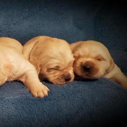 Golden Retriever Puppies from Iron Rose Retrievers