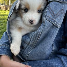 Nugget - Blue merle female Australian Shepherd puppy in Star, Idaho from Star Aussies