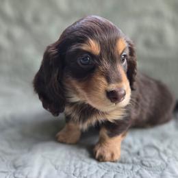Boone - Chocolate and tan male Dachshund puppy in Lucedale, Mississippi from Hopper Road Miniature Dachshunds