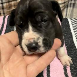 Boy 1 - Black and white male Great Dane puppy in Indianola, Iowa from Bull West Kennels