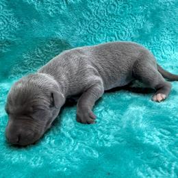 Denim - Blue male Whippet puppy in Gentry, Arkansas from Mardel Robeson of Mulberry Hollow Whippets