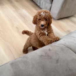 Simba - Red  male Goldendoodle puppy in Charlotte, North Carolina from Barkins and Company