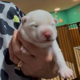Busters - White male Pomsky puppy in Spring Hill, Florida from PDQ Pomskies