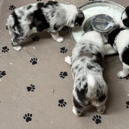 Border Collie Puppies from Roaring River Border Collies