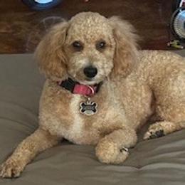 Riley - Goldendoodle