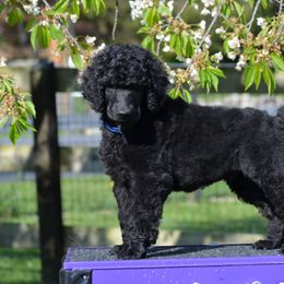 Poodle Puppies from D and D Standard Poodles